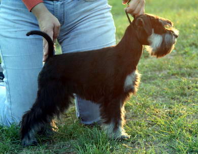 puppy - stene