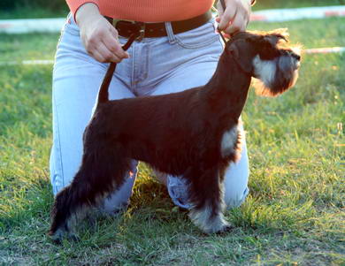 puppy - stene