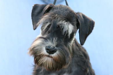 puppy - stene
