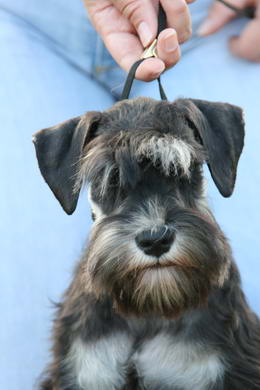 puppy - stene