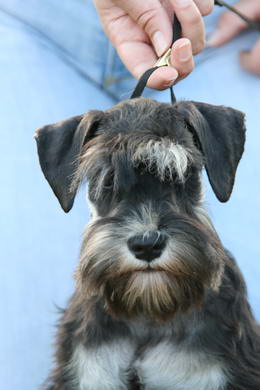 puppy - stene