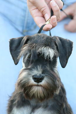 puppy - stene