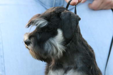 puppy - stene