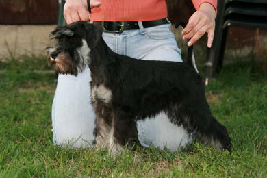 puppy - stene