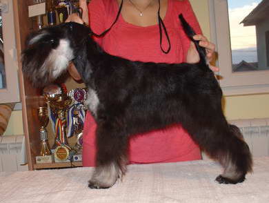 patuljasti snaucer