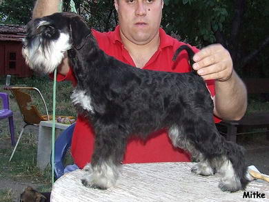 puppy - stene