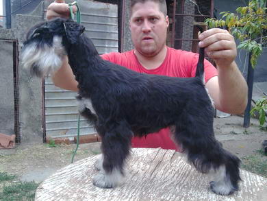 puppy - stene