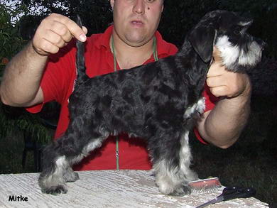 puppy - stene