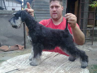 puppy - stene