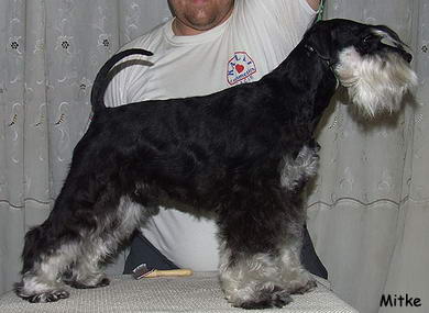 miniature schnauzer