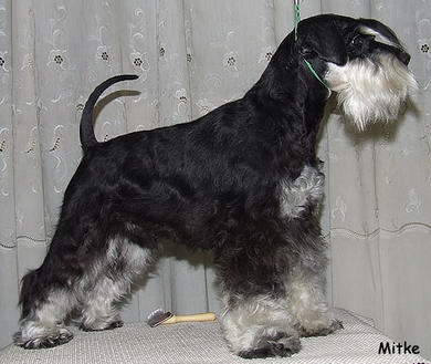 miniature schnauzer