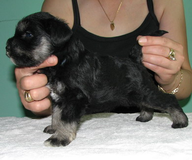 puppy - stene