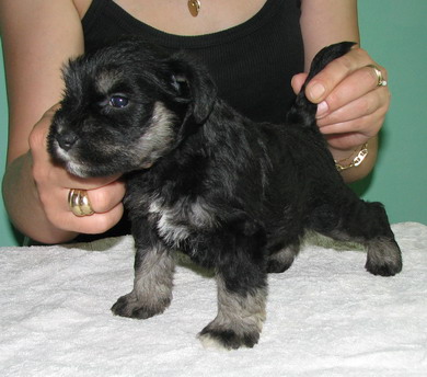 puppy - stene
