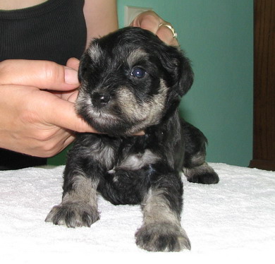 puppy - stene