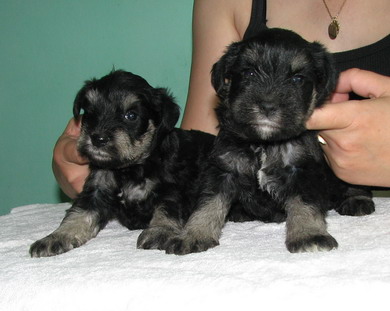 puppy - stene