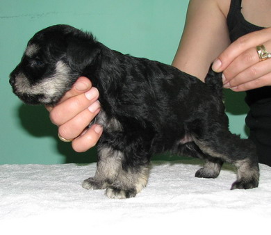 puppy - stene