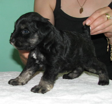 puppy - stene