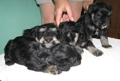puppy - stene