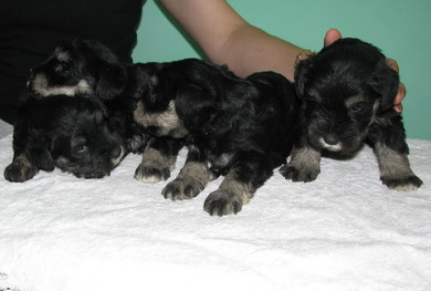 puppy - stene