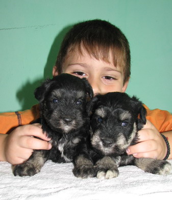 puppy - stene