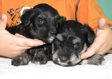 puppy - stene