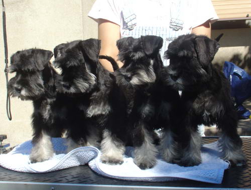 puppy - stene