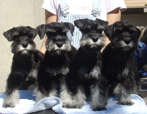 puppy - stene