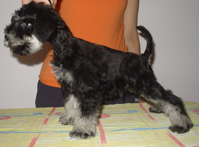 puppy - stene