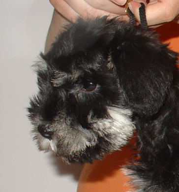 puppy - stene