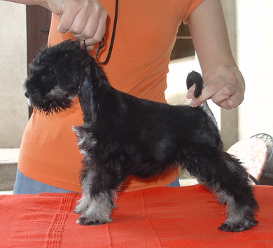 puppy - stene
