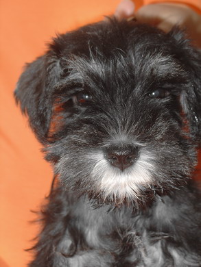 puppy - stene