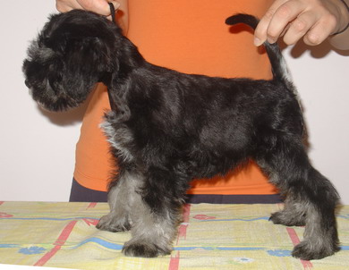 puppy - stene