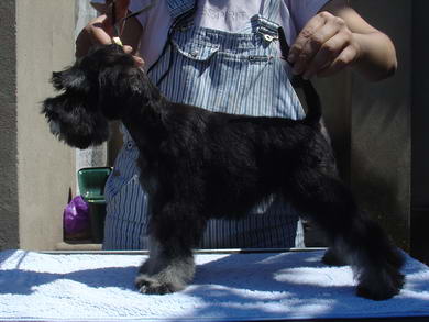 puppy - stene