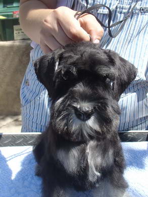puppy - stene