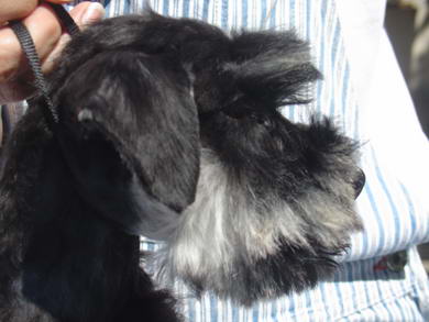 puppy - stene