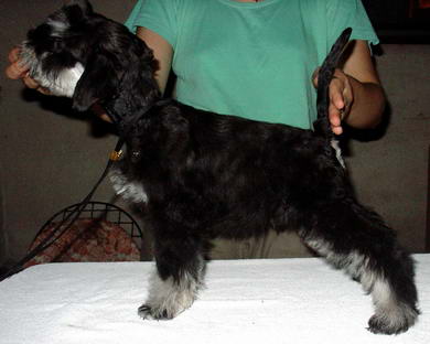 puppy - stene
