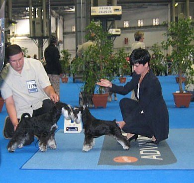 Express Man Rezlark Barcelona Euro dog Show