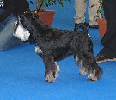 Express Man Rezlark Barcelona Euro dog Show