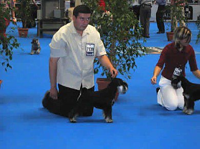 Express Man Rezlark Barcelona Euro dog Show