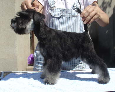 puppy - stene