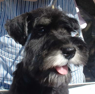 puppy - stene
