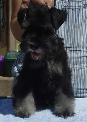 puppy - stene