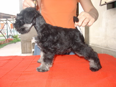 puppy - stene