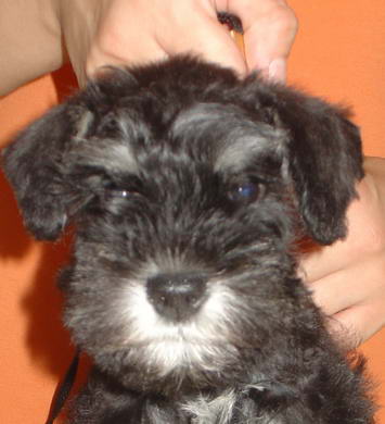 puppy - stene