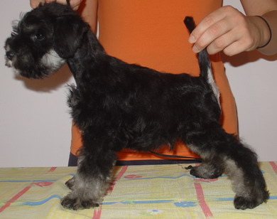 puppy - stene