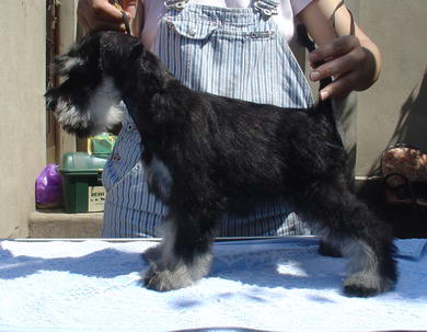 puppy - stene