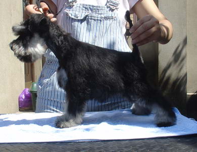 puppy - stene