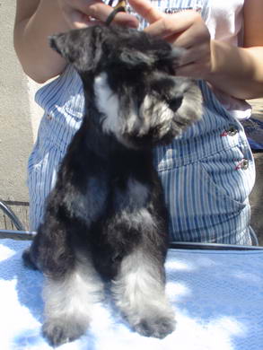 puppy - stene