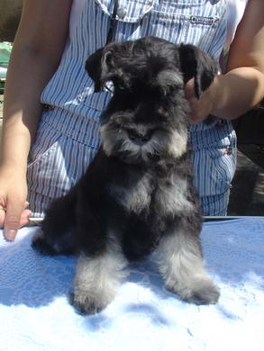 puppy - stene