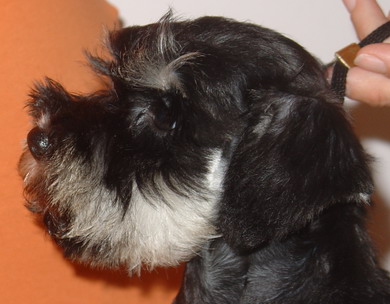 puppy - stene
